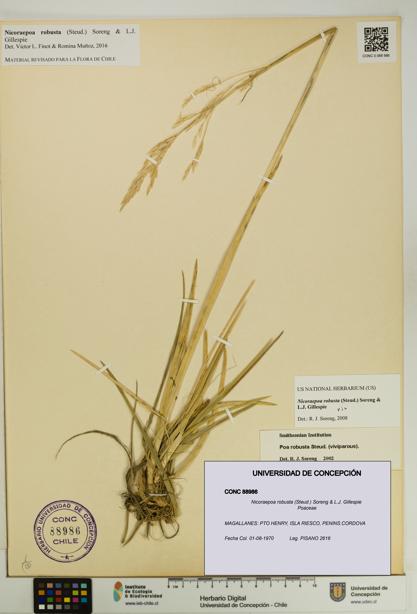 Nicoraepoa robusta [Espécimen: UDEC:CONC:0088986]