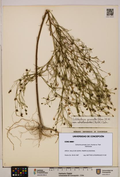 Schkuhria pinnata [Espécimen: UDEC:CONC:0088991]