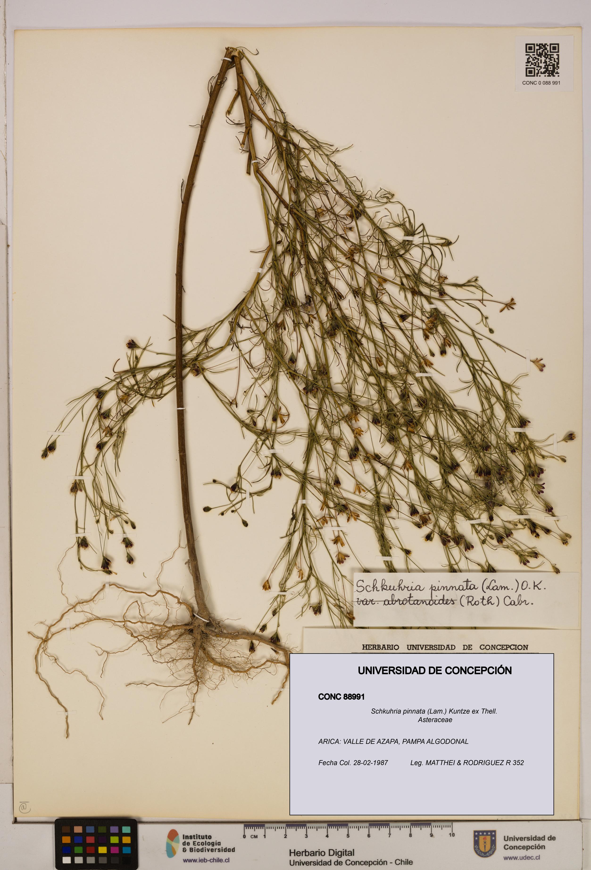 Schkuhria pinnata [Espécimen: UDEC:CONC:0088991]