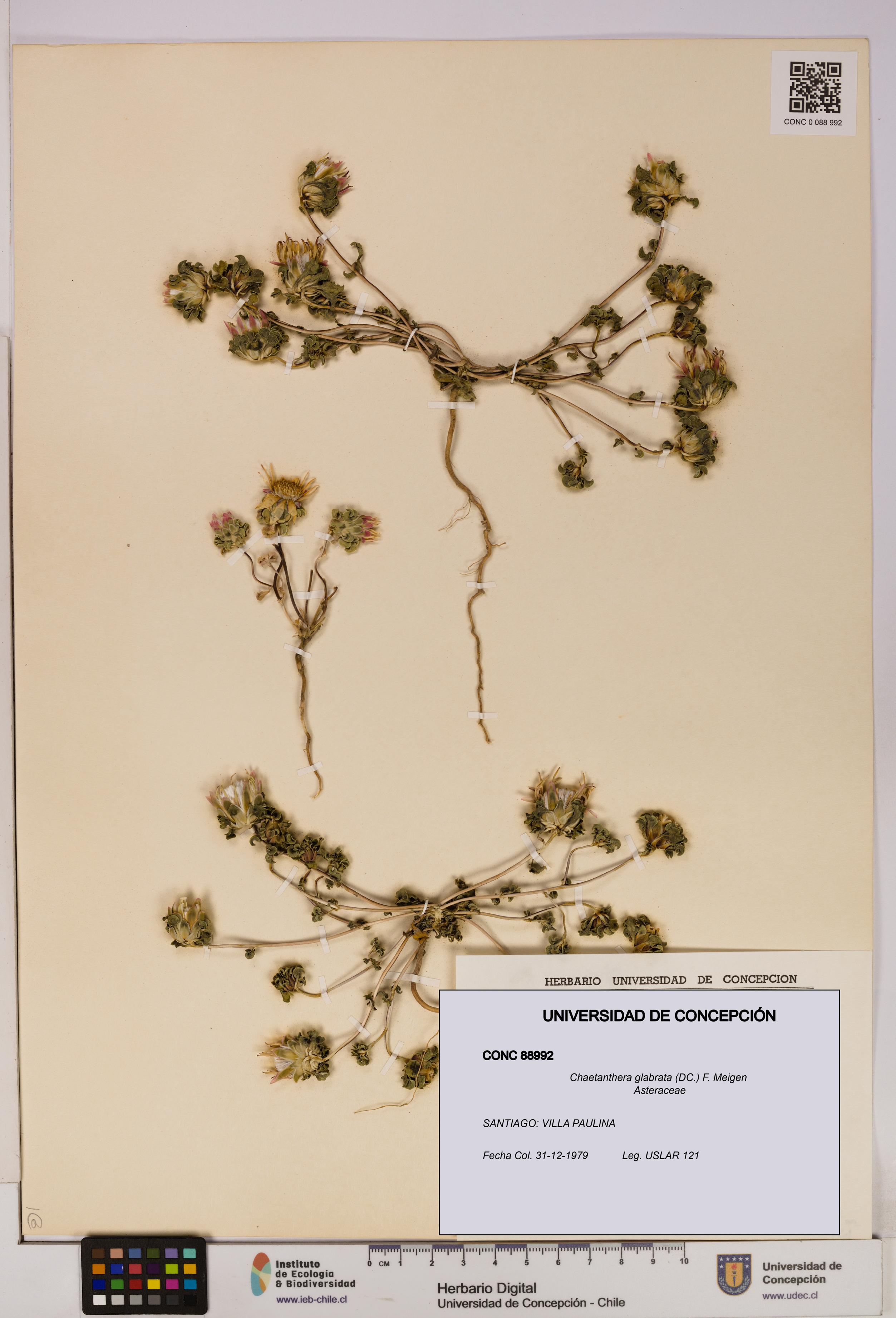 Chaetanthera glabrata [Espécimen: UDEC:CONC:0088992]