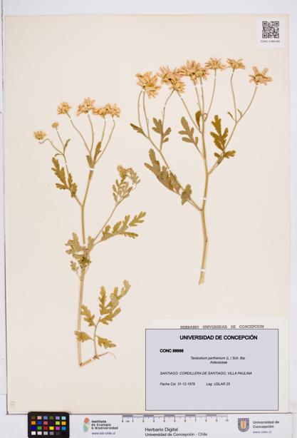 Tanacetum parthenium [Espécimen: ]