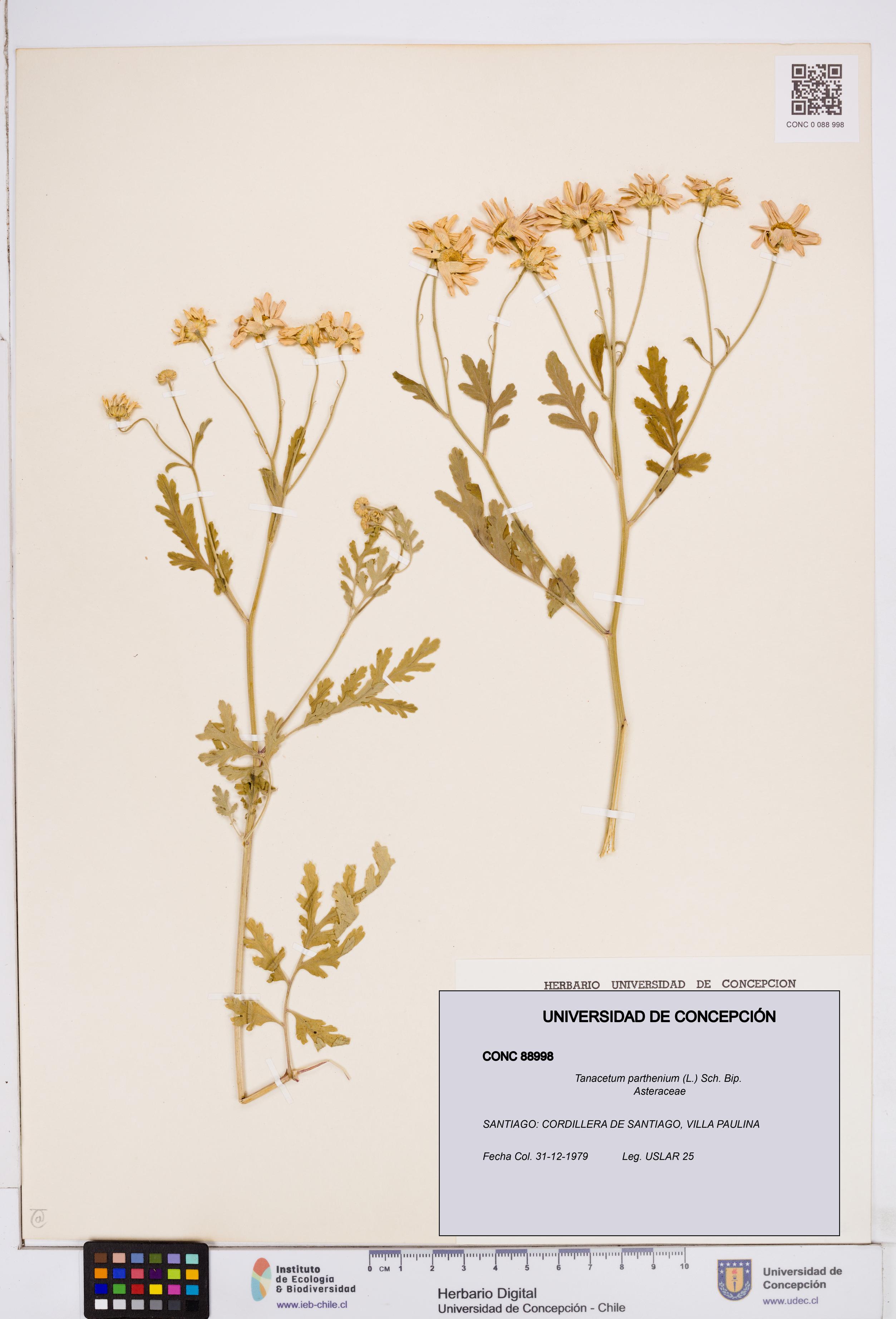 Tanacetum parthenium [Espécimen: ]