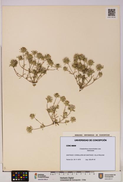 Chaetanthera moenchioides [Espécimen: UDEC:CONC:0089009]