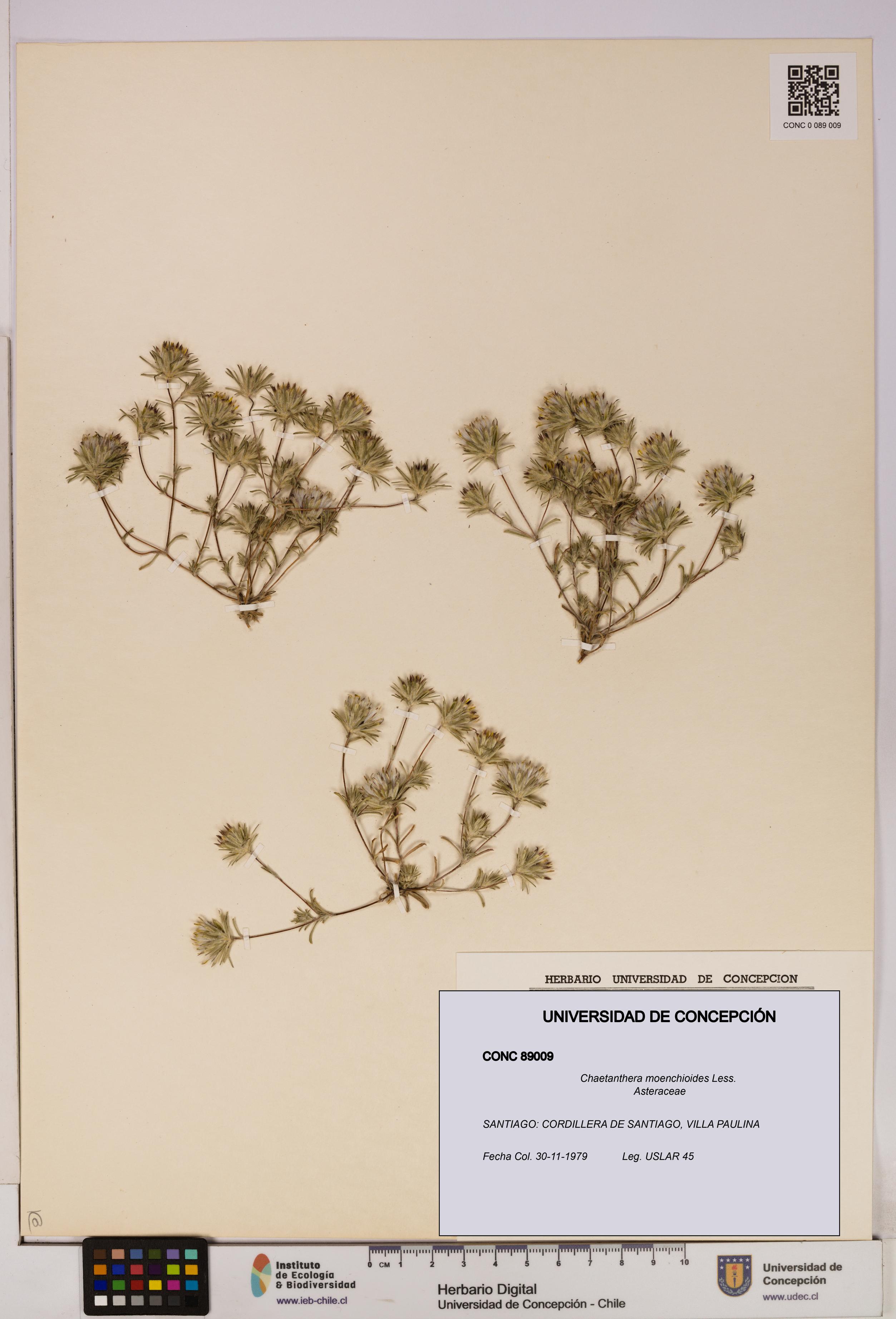 Chaetanthera moenchioides [Espécimen: UDEC:CONC:0089009]