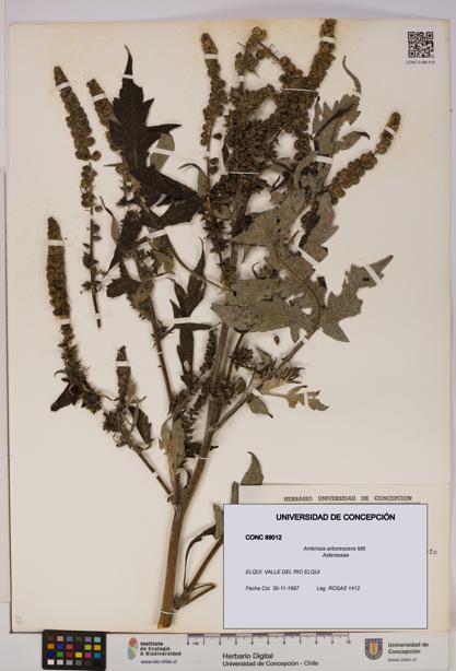 Ambrosia arborescens [Espécimen: UDEC:CONC:0089012]