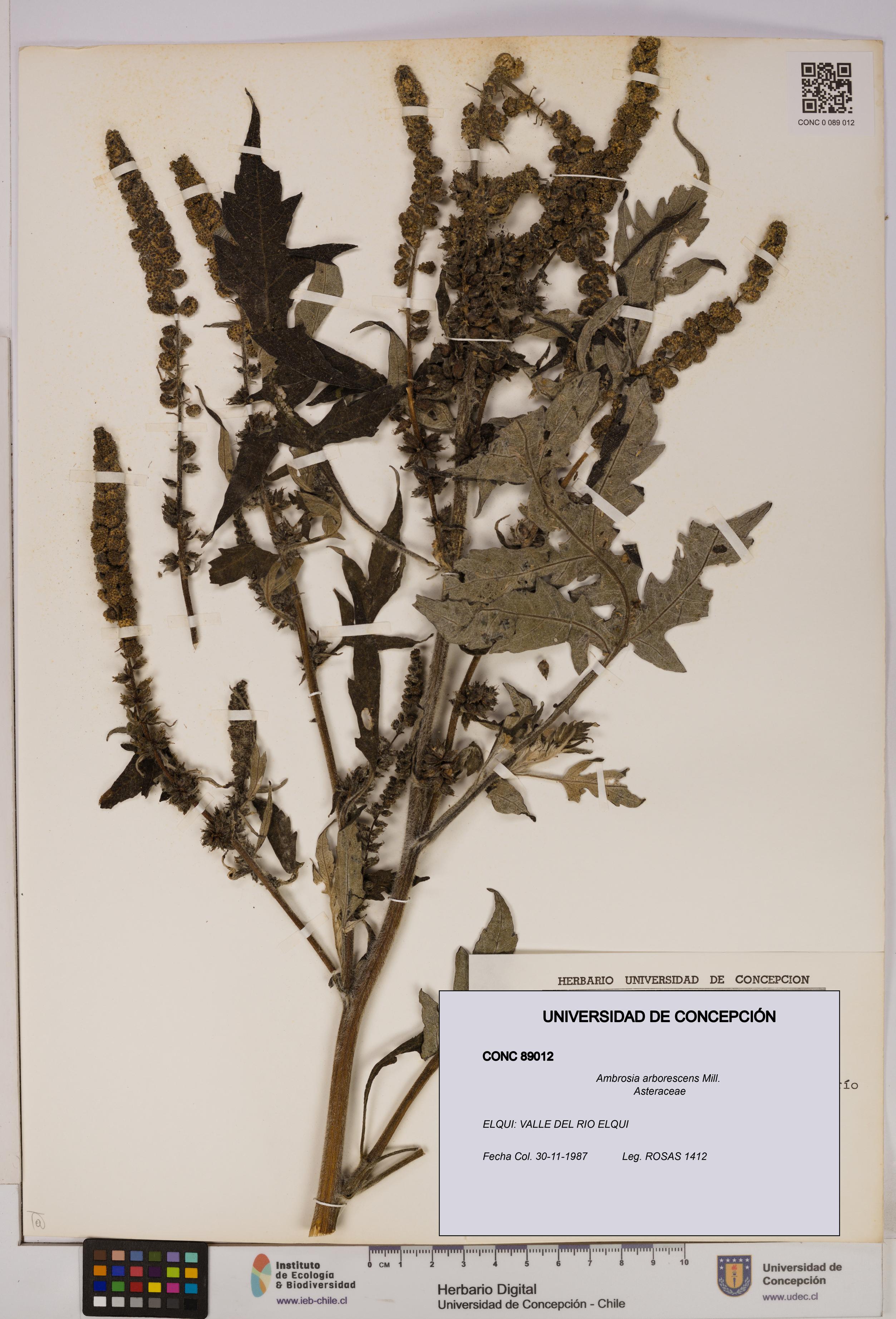Ambrosia arborescens [Espécimen: UDEC:CONC:0089012]