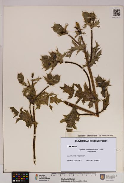 Argemone hunnemannii [Espécimen: UDEC:CONC:0089013]