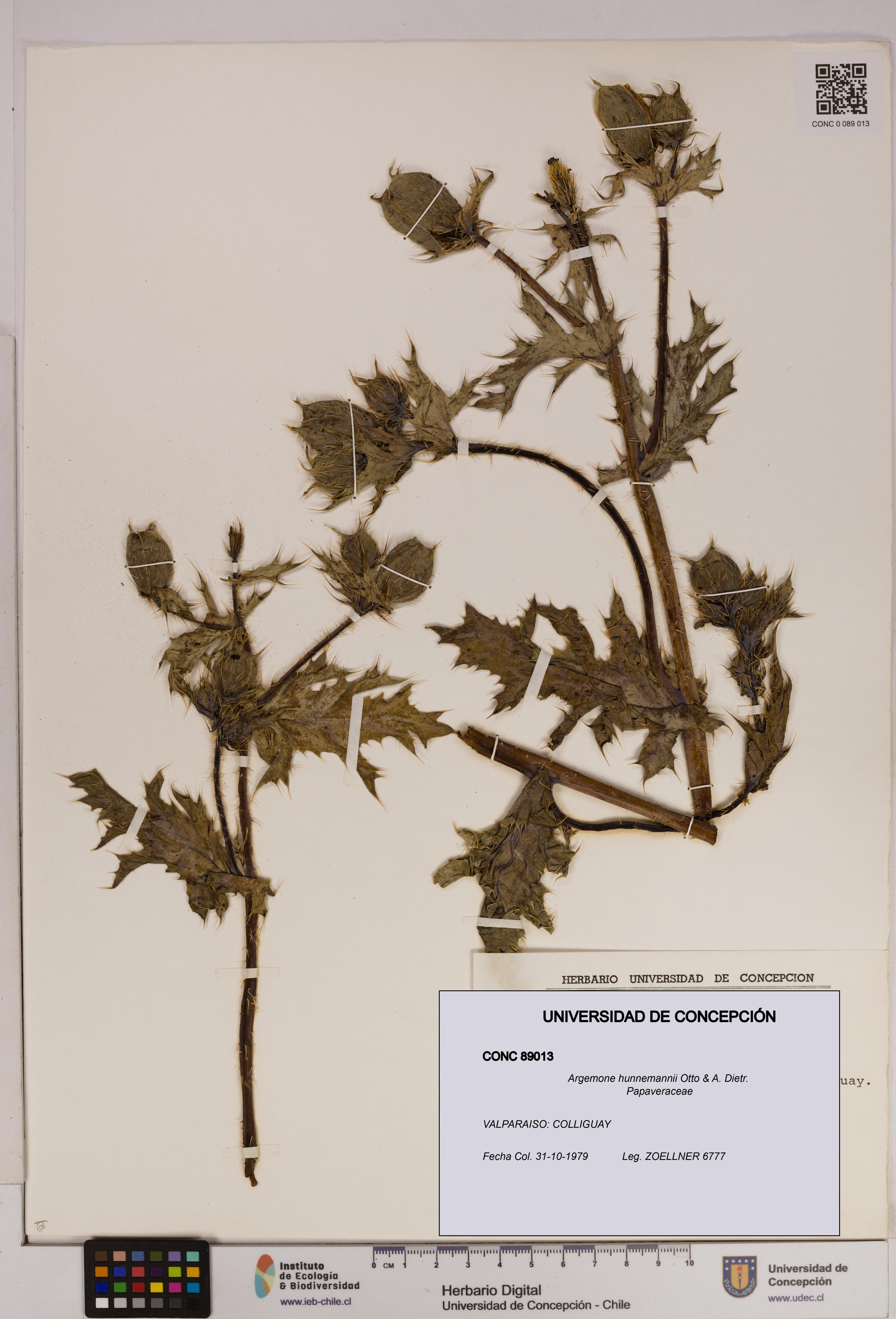 Argemone hunnemannii [Espécimen: UDEC:CONC:0089013]