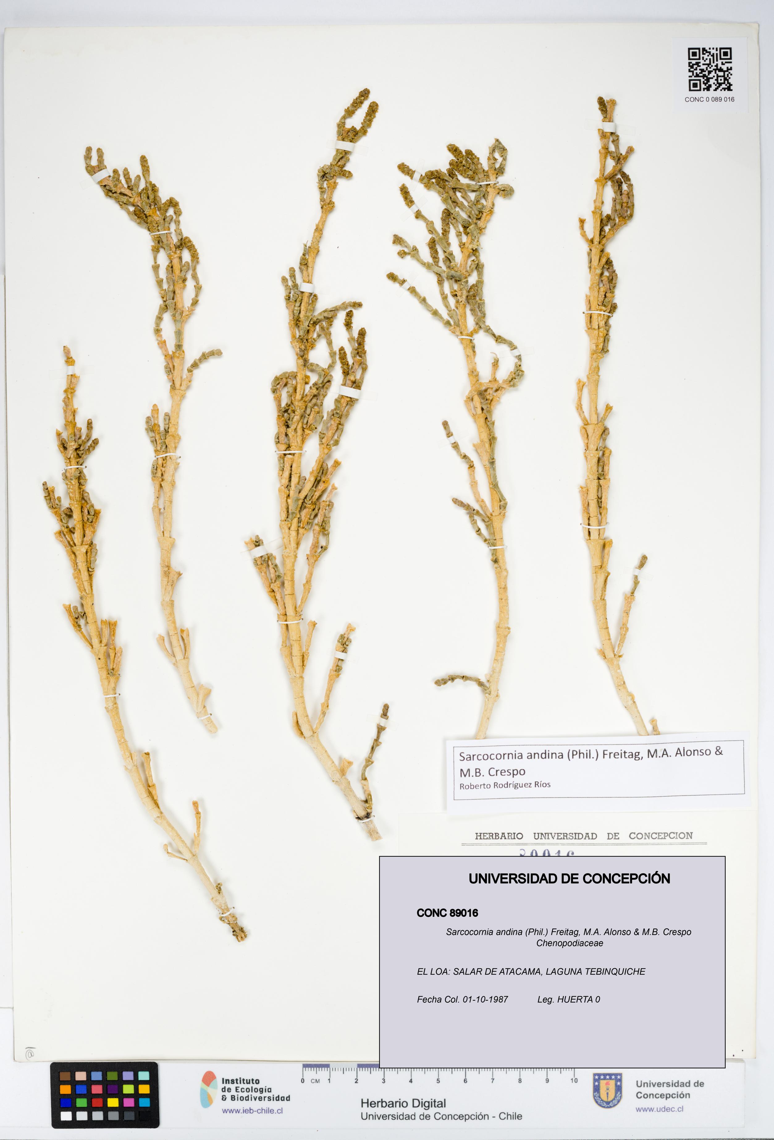 Sarcocornia andina [Espécimen: UDEC:CONC:0089016]