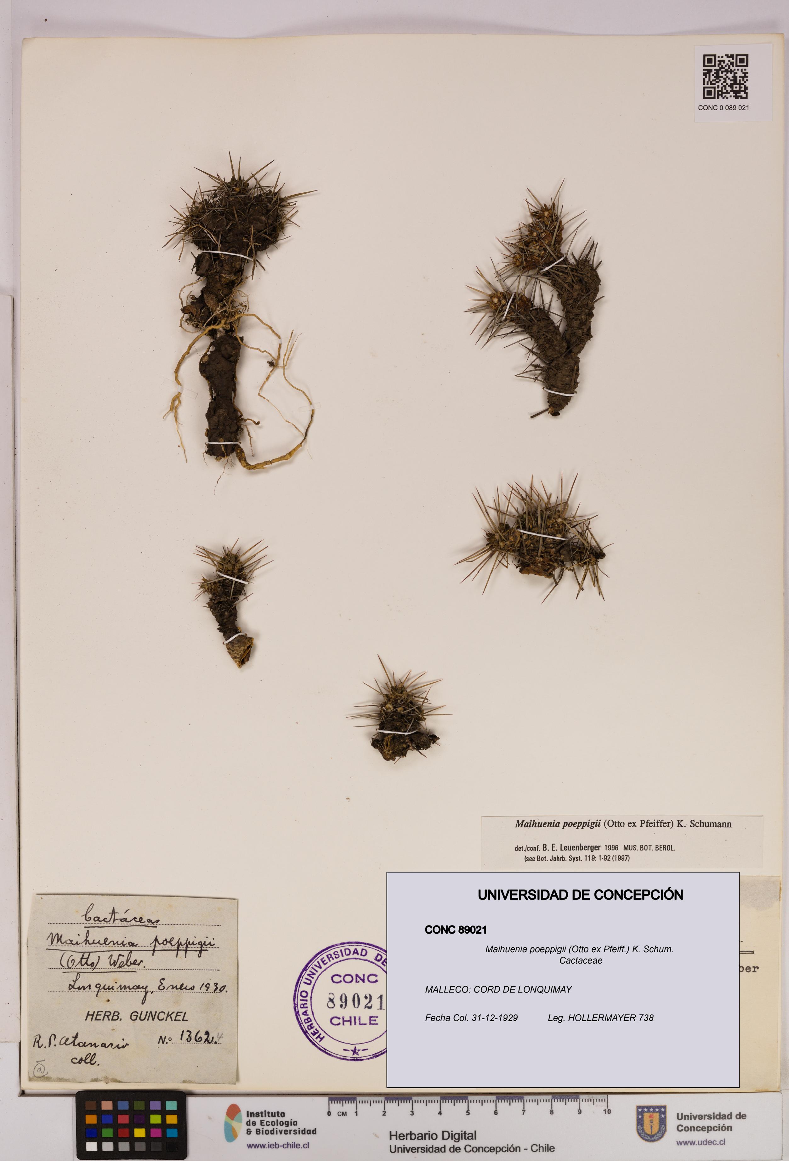 Maihuenia poeppigii [Espécimen: UDEC:CONC:0089021]