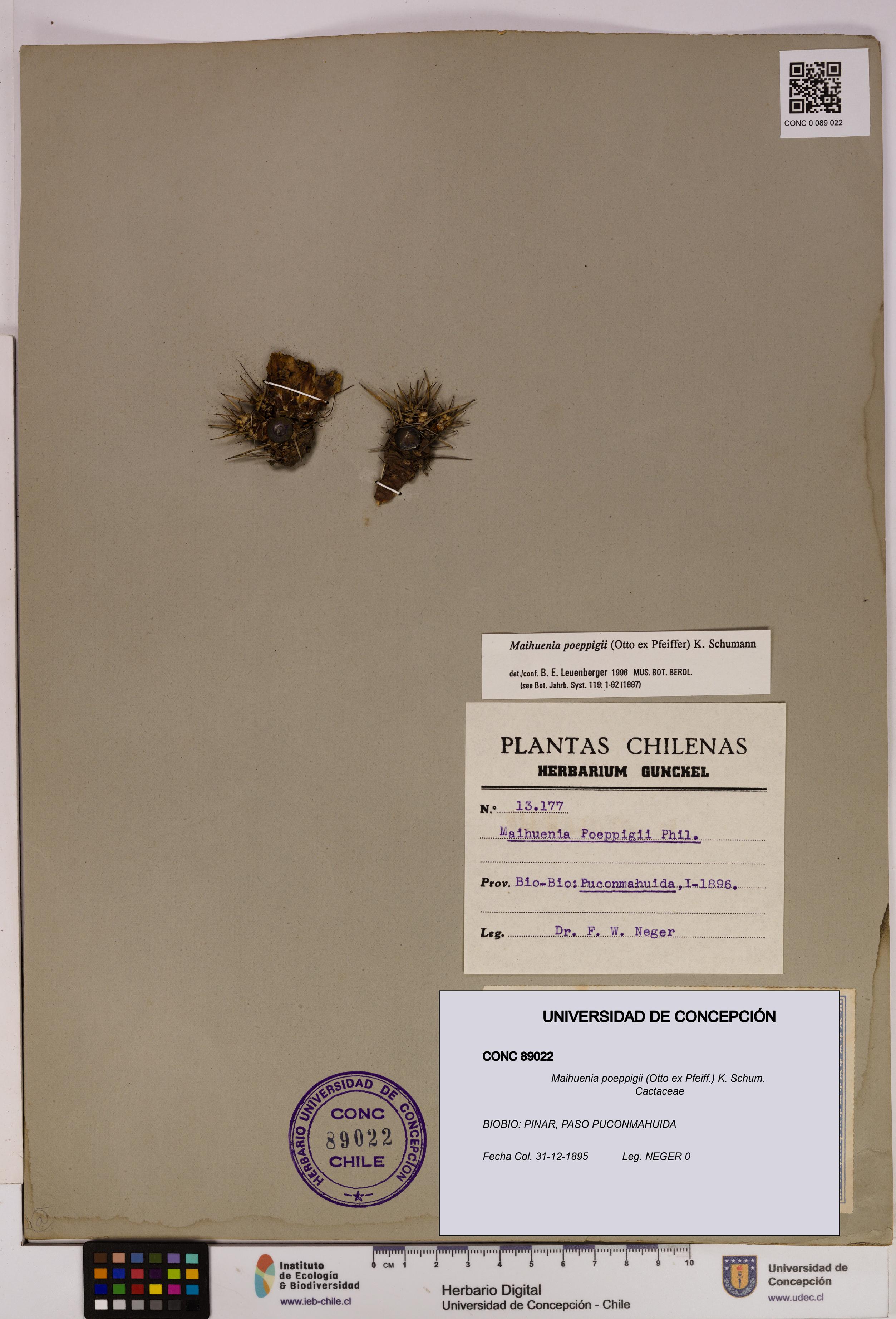 Maihuenia poeppigii [Espécimen: UDEC:CONC:0089022]