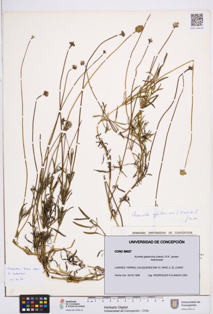Acmella glaberrima [Espécimen: ]
