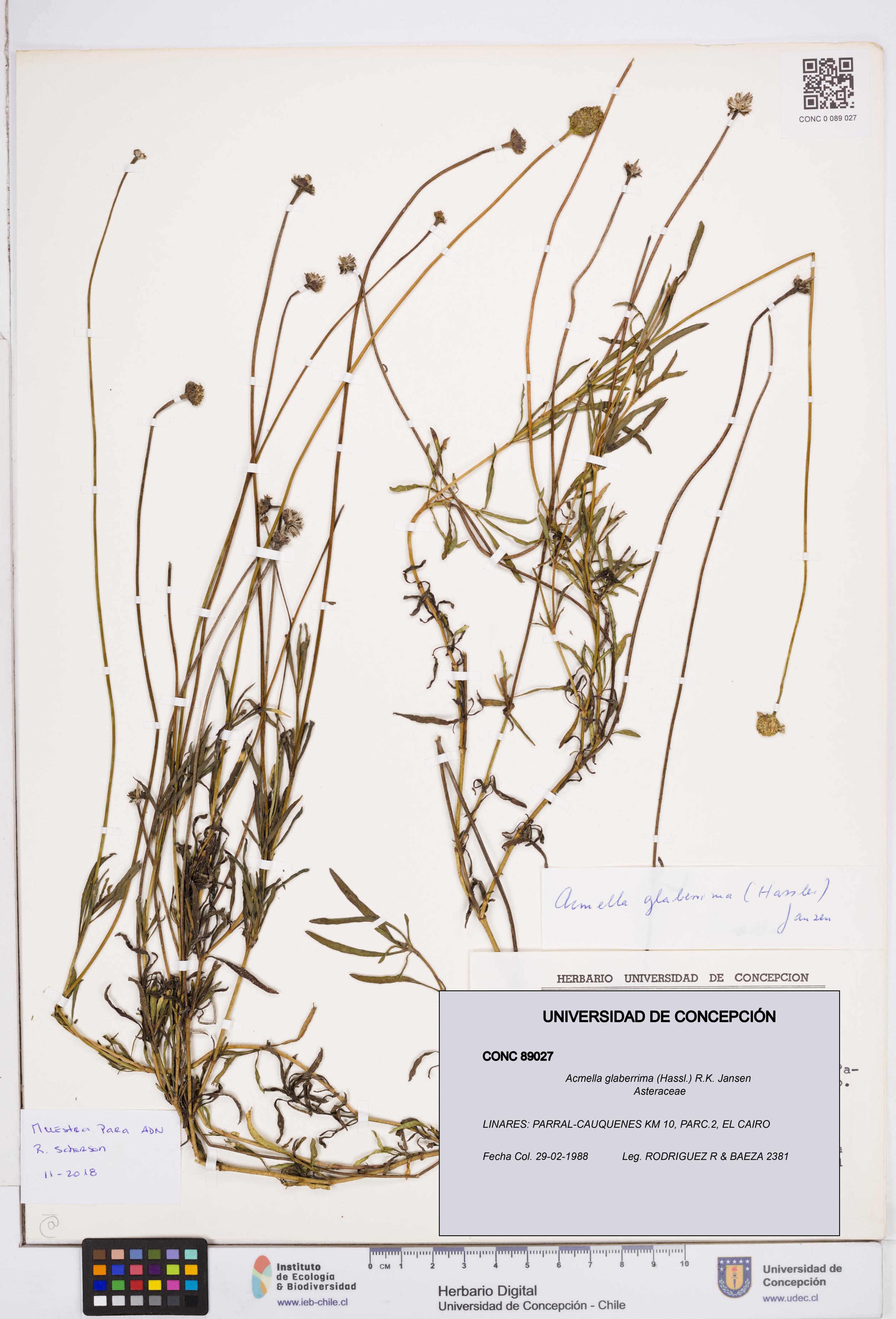 Acmella glaberrima [Espécimen: ]