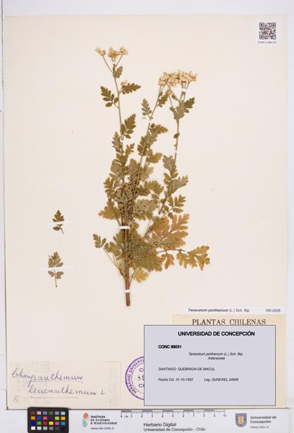 Tanacetum parthenium [Espécimen: ]