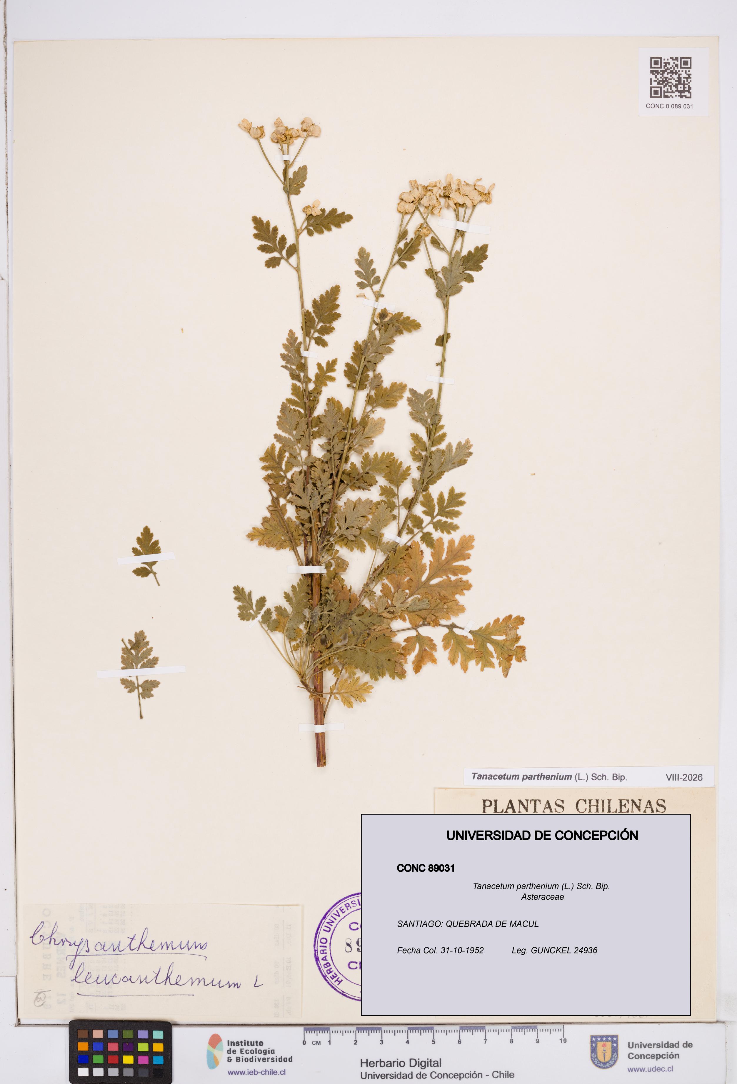 Tanacetum parthenium [Espécimen: ]