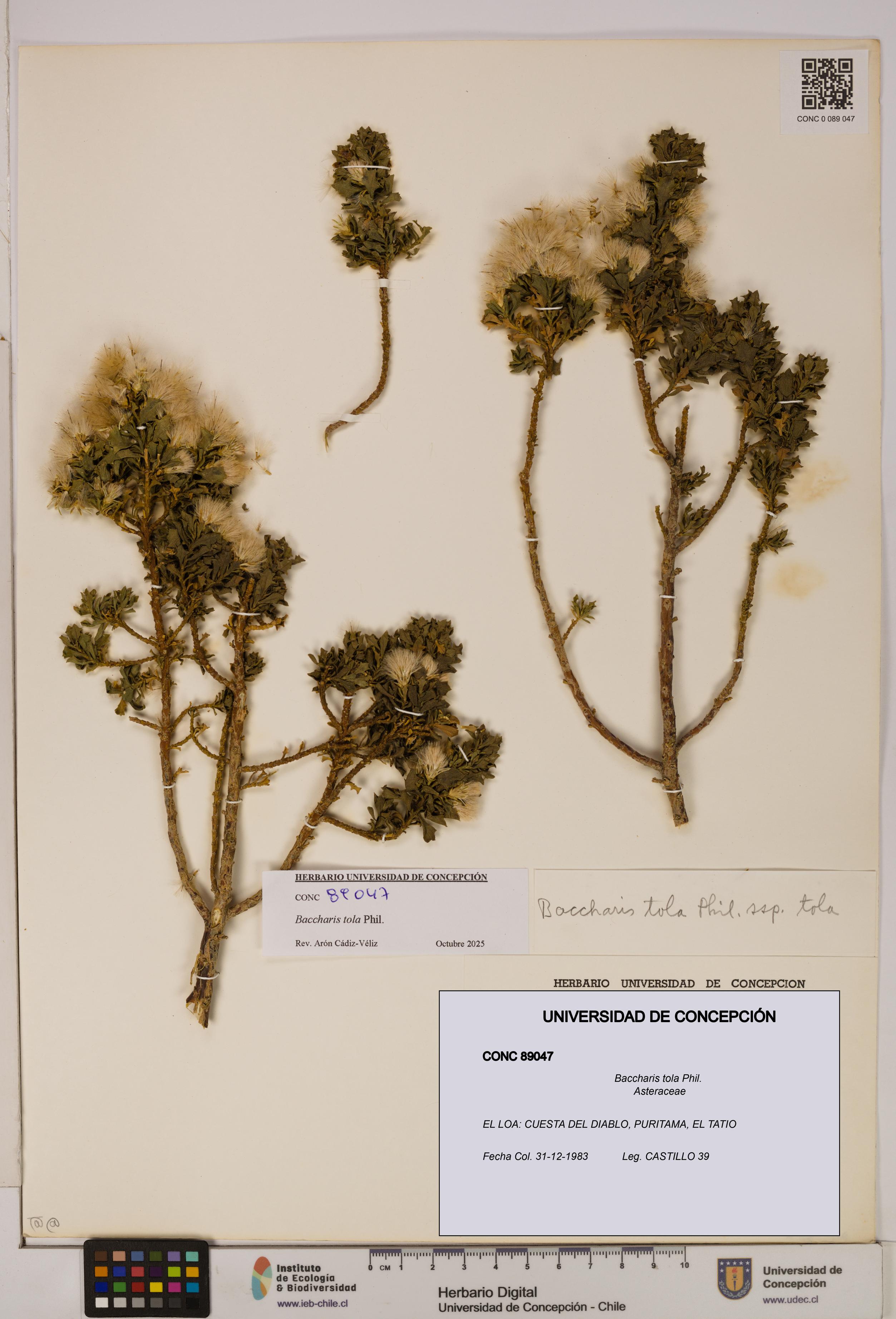 Baccharis tola [Espécimen: UDEC:CONC:0089047]
