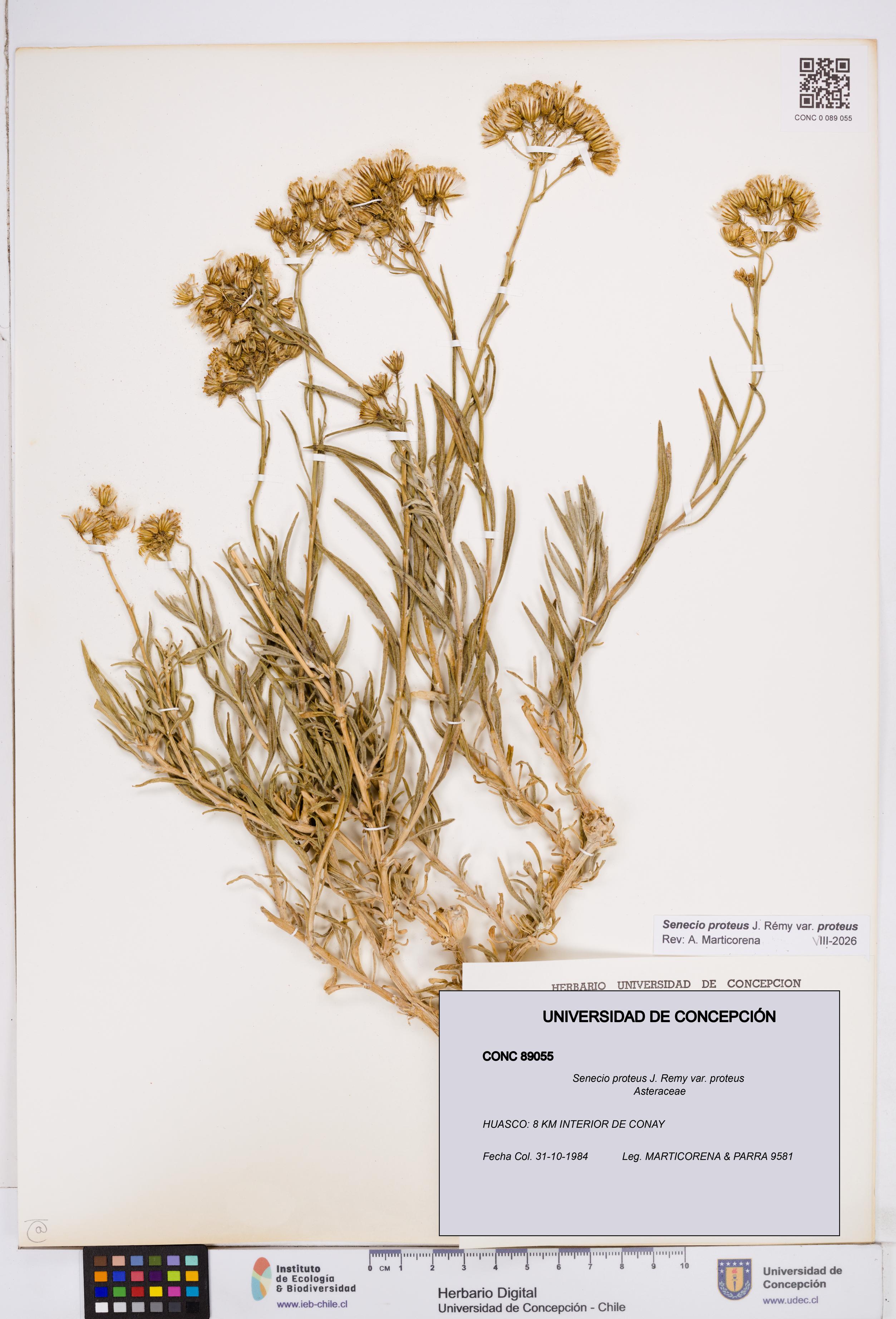 Senecio proteus var. proteus [Espécimen: ]