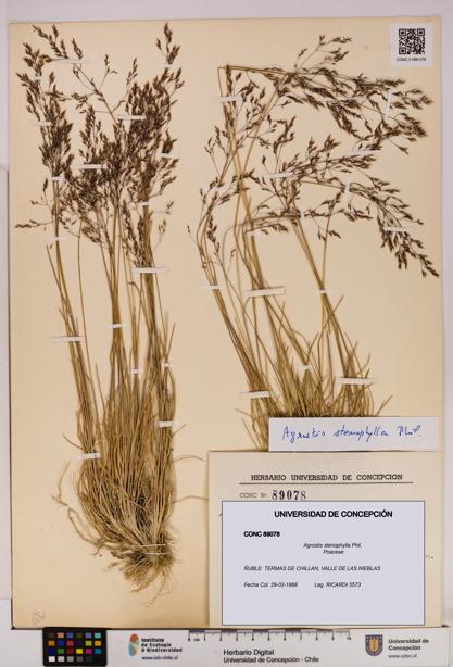 Agrostis stenophylla [Espécimen: UDEC:CONC:0089078]
