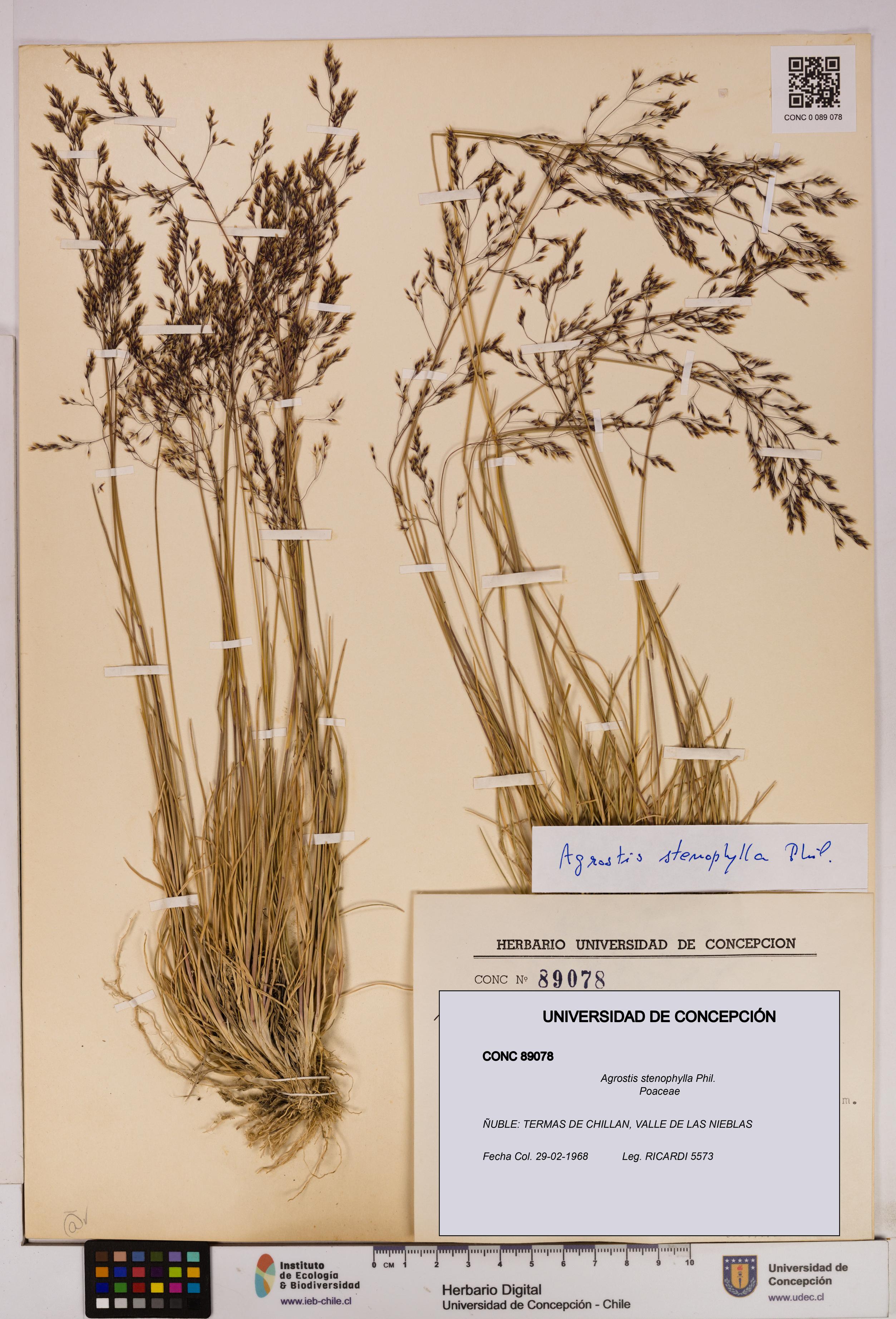 Agrostis stenophylla [Espécimen: UDEC:CONC:0089078]
