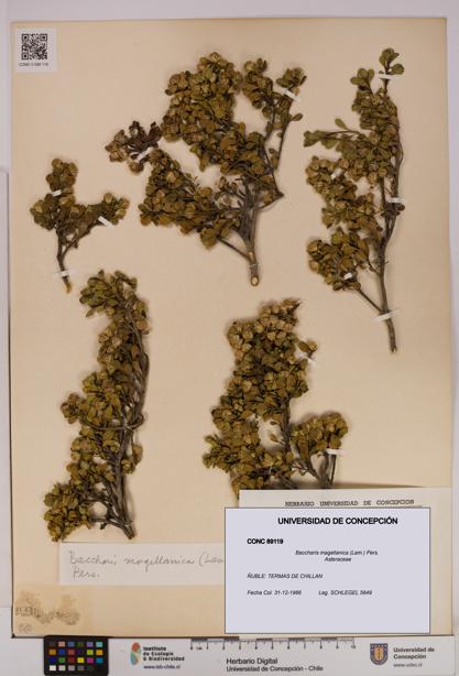 Baccharis magellanica [Espécimen: UDEC:CONC:0089119]