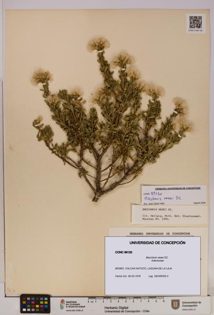 Baccharis neaei [Espécimen: UDEC:CONC:0089120]