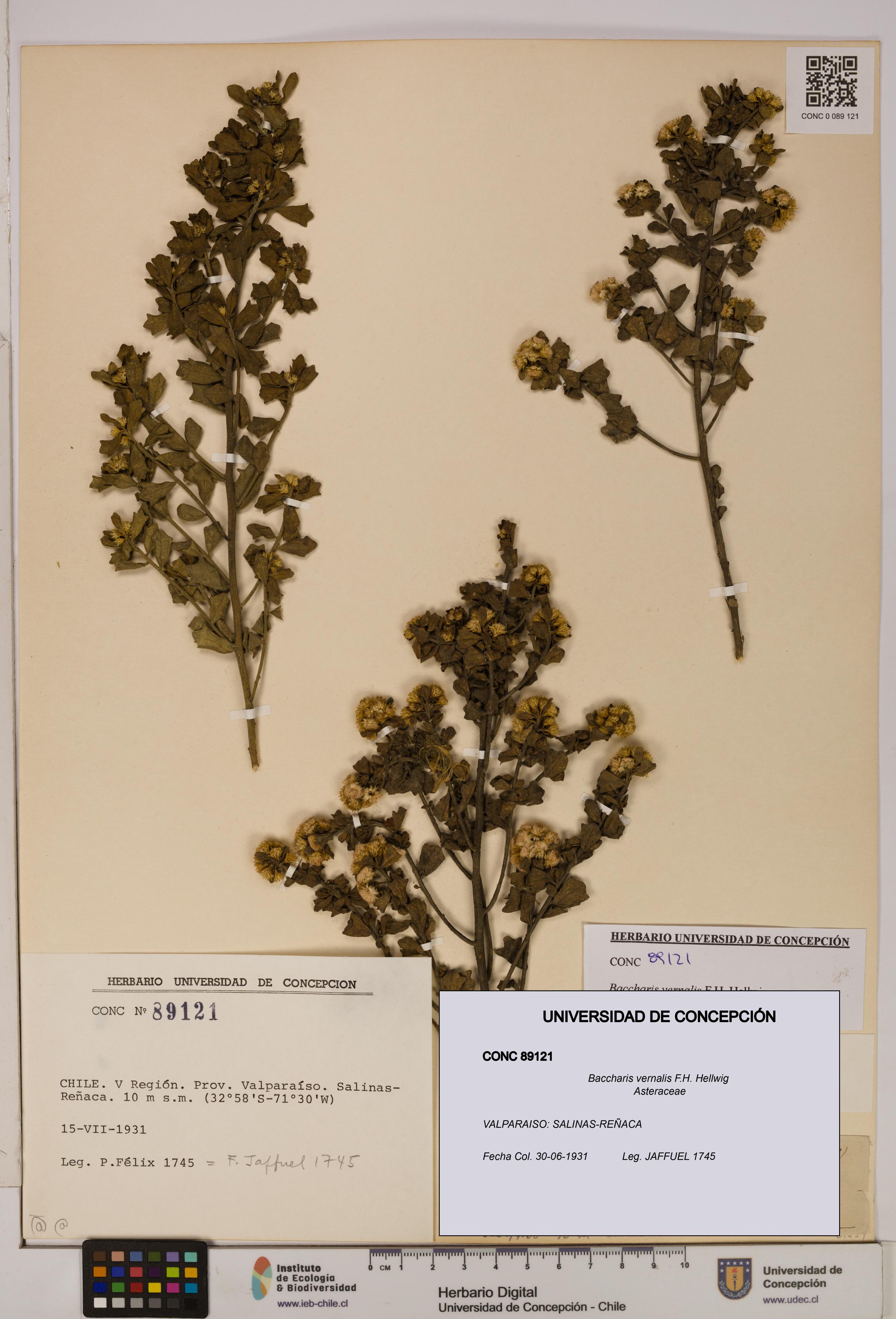 Baccharis vernalis [Espécimen: UDEC:CONC:0089121]