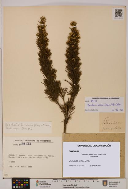 Baccharis linearis [Espécimen: UDEC:CONC:0089122]