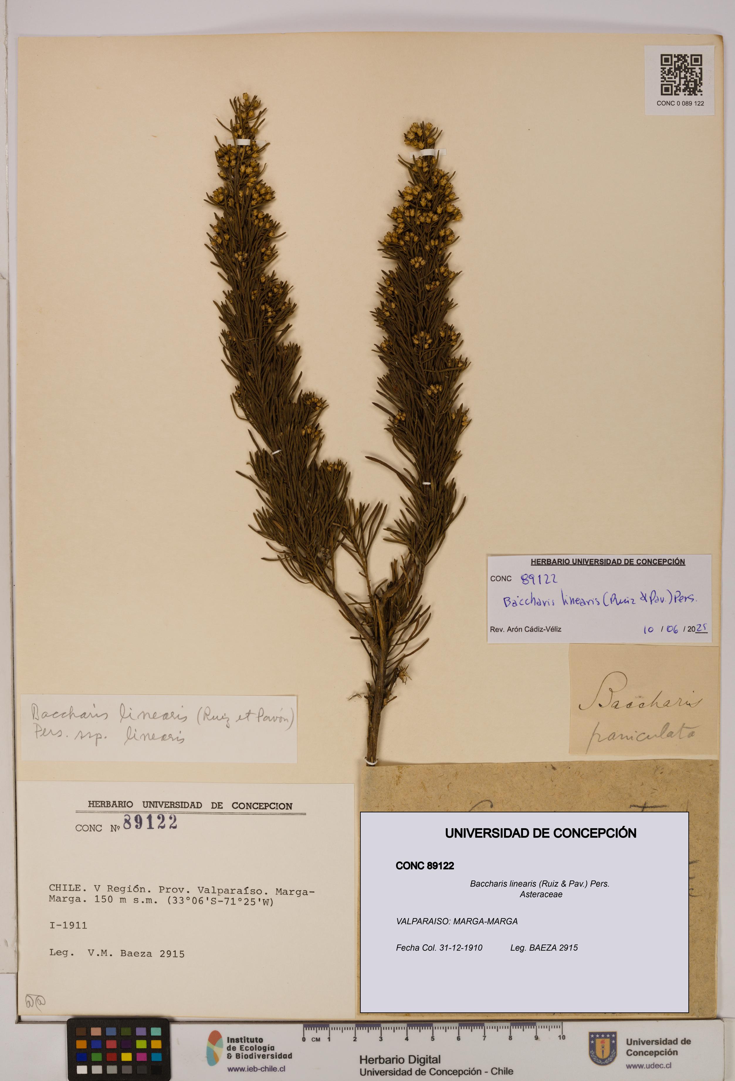 Baccharis linearis [Espécimen: UDEC:CONC:0089122]