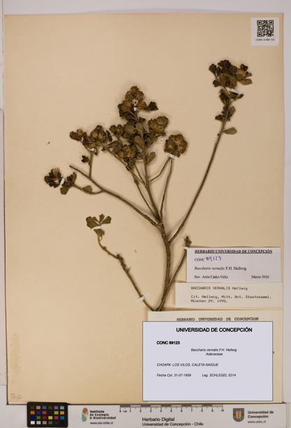 Baccharis vernalis [Espécimen: UDEC:CONC:0089123]