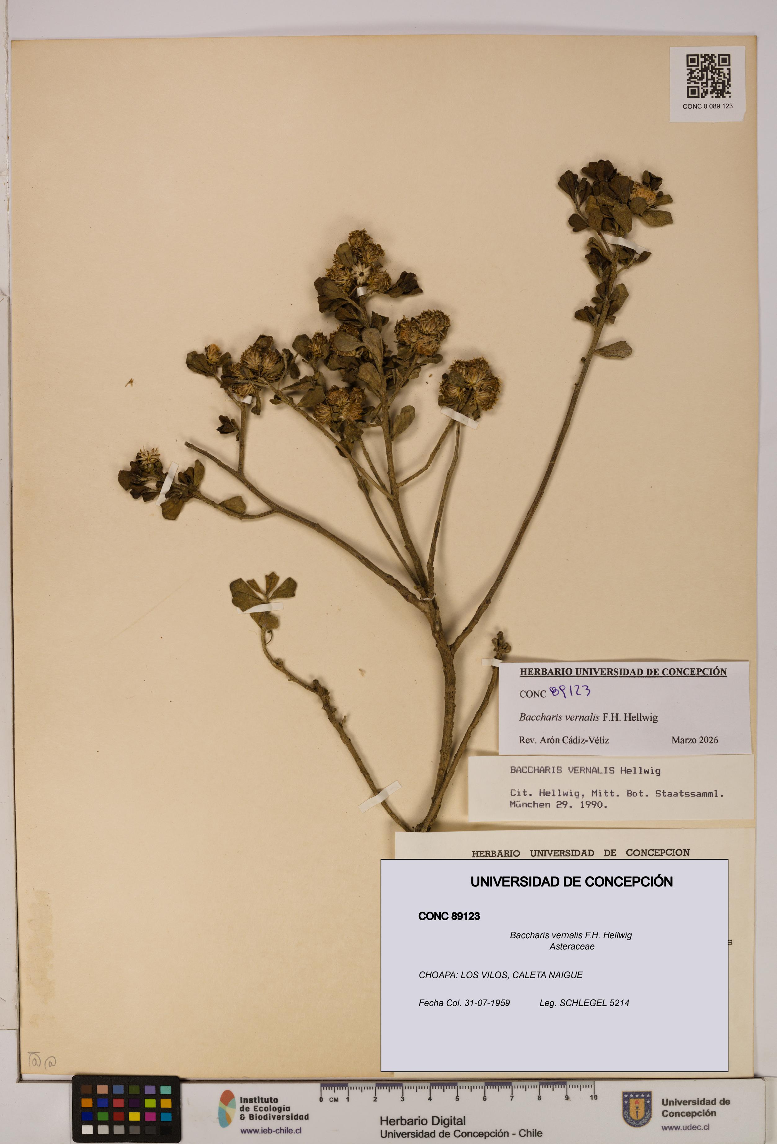 Baccharis vernalis [Espécimen: UDEC:CONC:0089123]