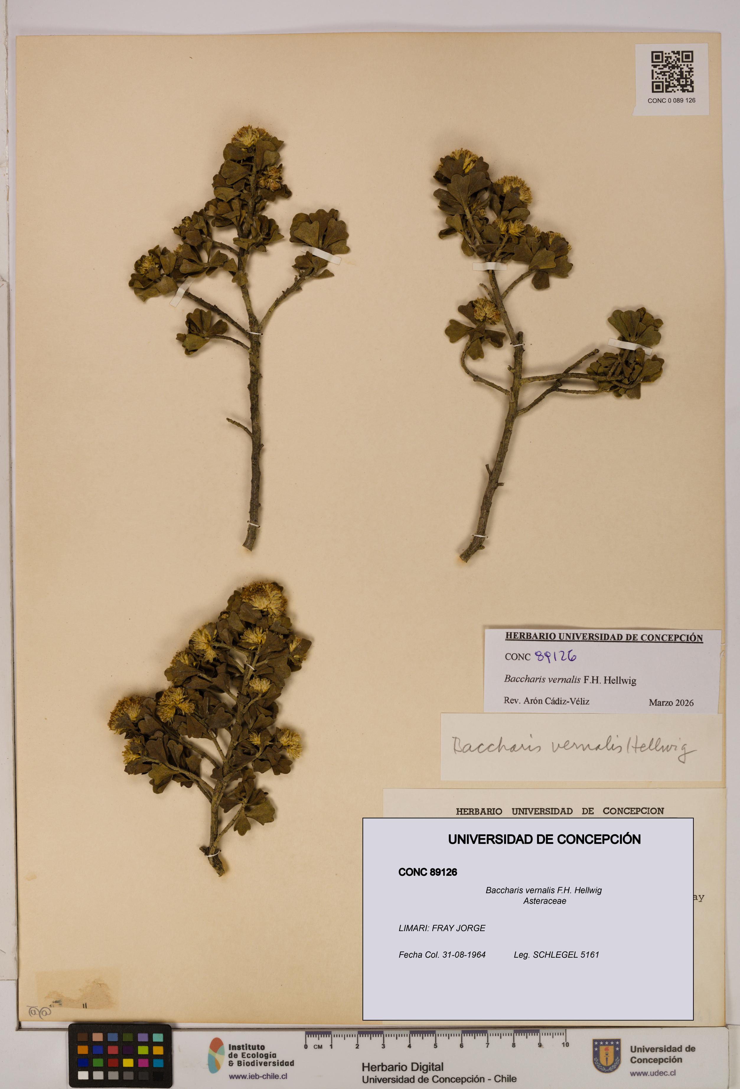 Baccharis vernalis [Espécimen: UDEC:CONC:0089126]