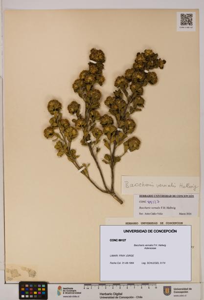 Baccharis vernalis [Espécimen: UDEC:CONC:0089127]
