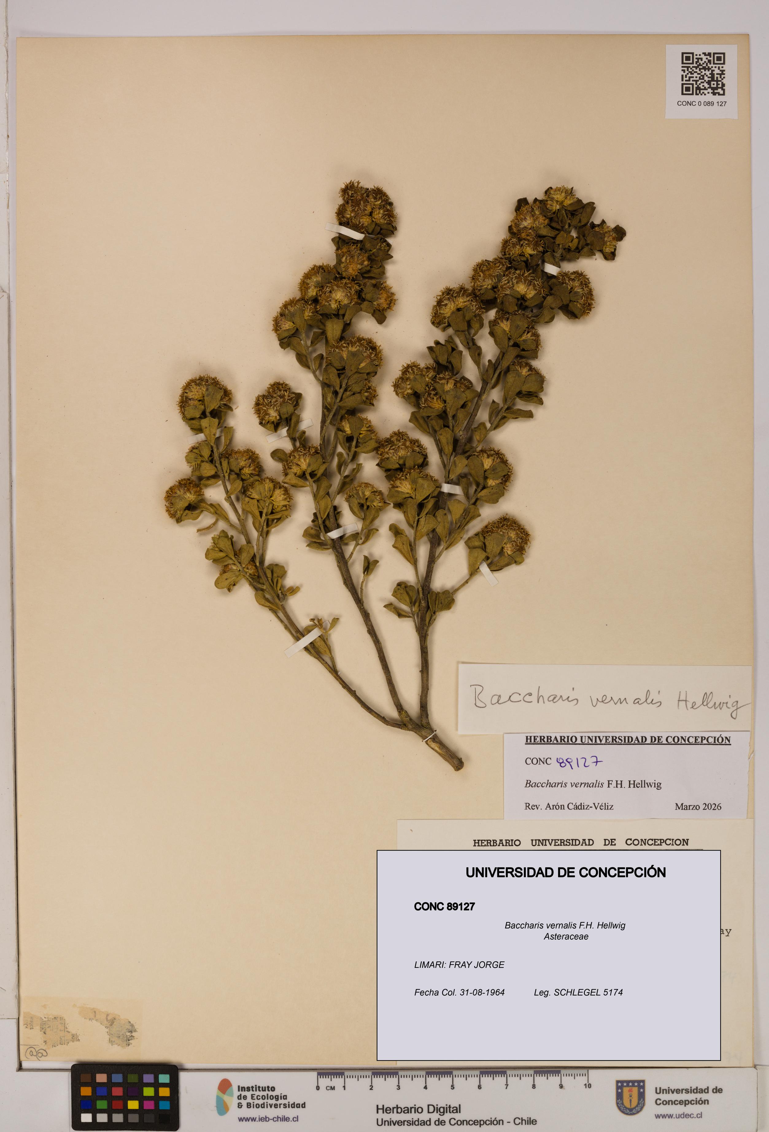 Baccharis vernalis [Espécimen: UDEC:CONC:0089127]