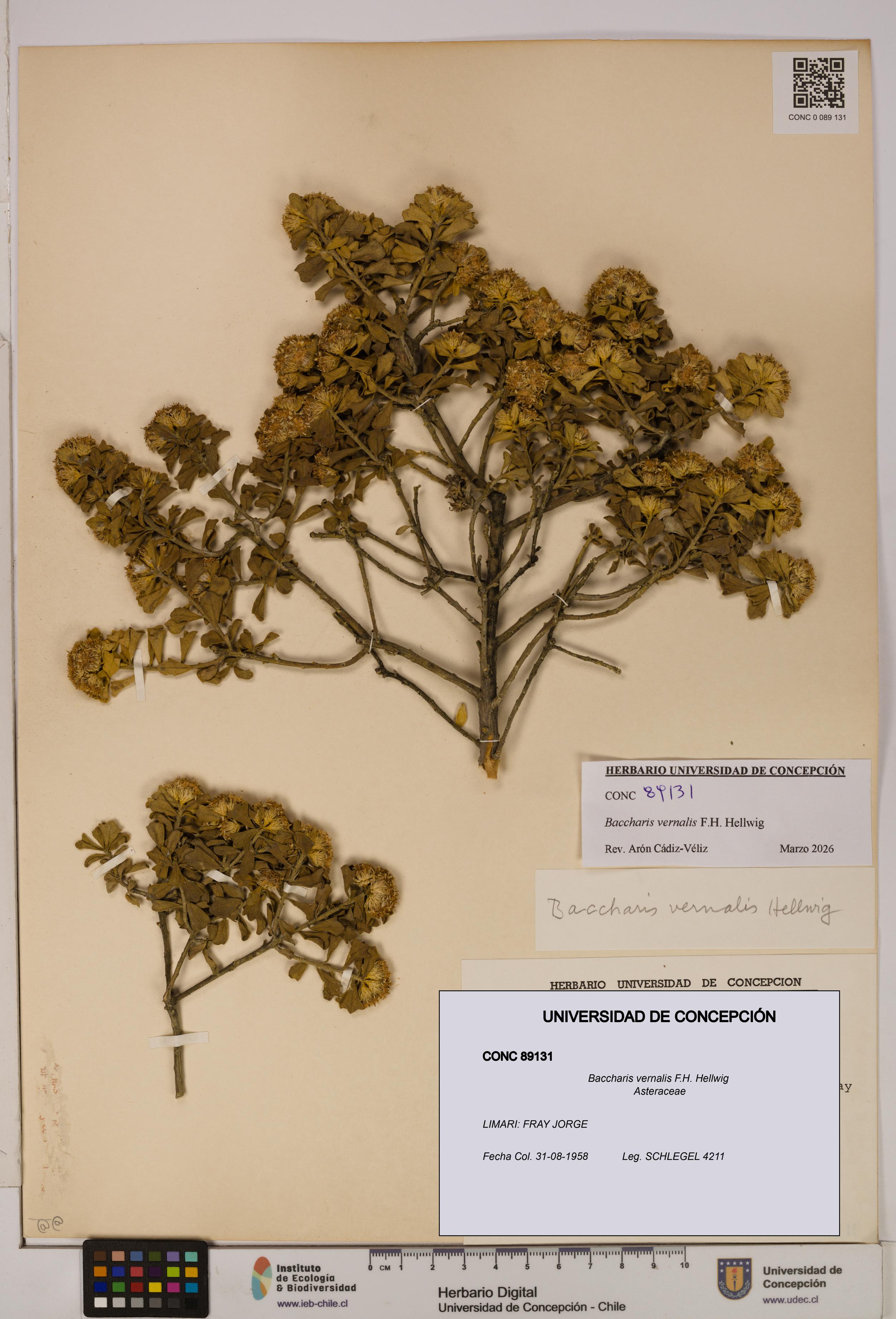 Baccharis vernalis [Espécimen: UDEC:CONC:0089131]