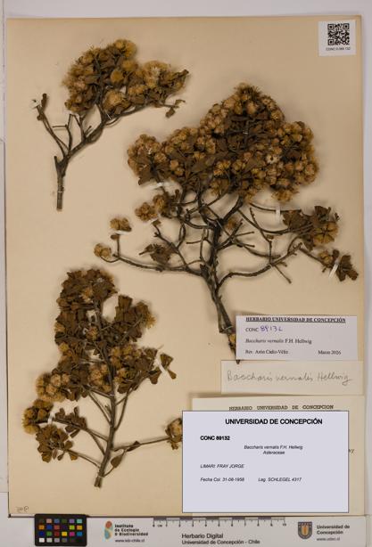 Baccharis vernalis [Espécimen: UDEC:CONC:0089132]