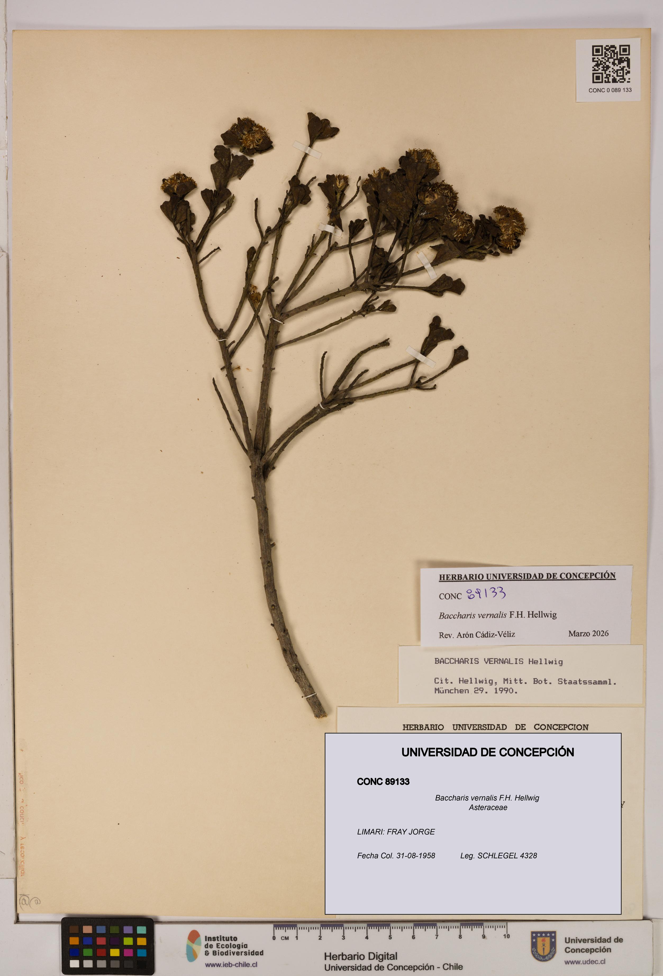 Baccharis vernalis [Espécimen: UDEC:CONC:0089133]