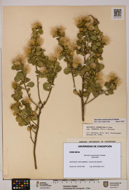 Baccharis neotruncata [Espécimen: UDEC:CONC:0089134]