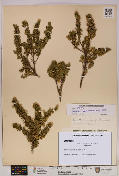 Baccharis magellanica [Espécimen: UDEC:CONC:0089135]
