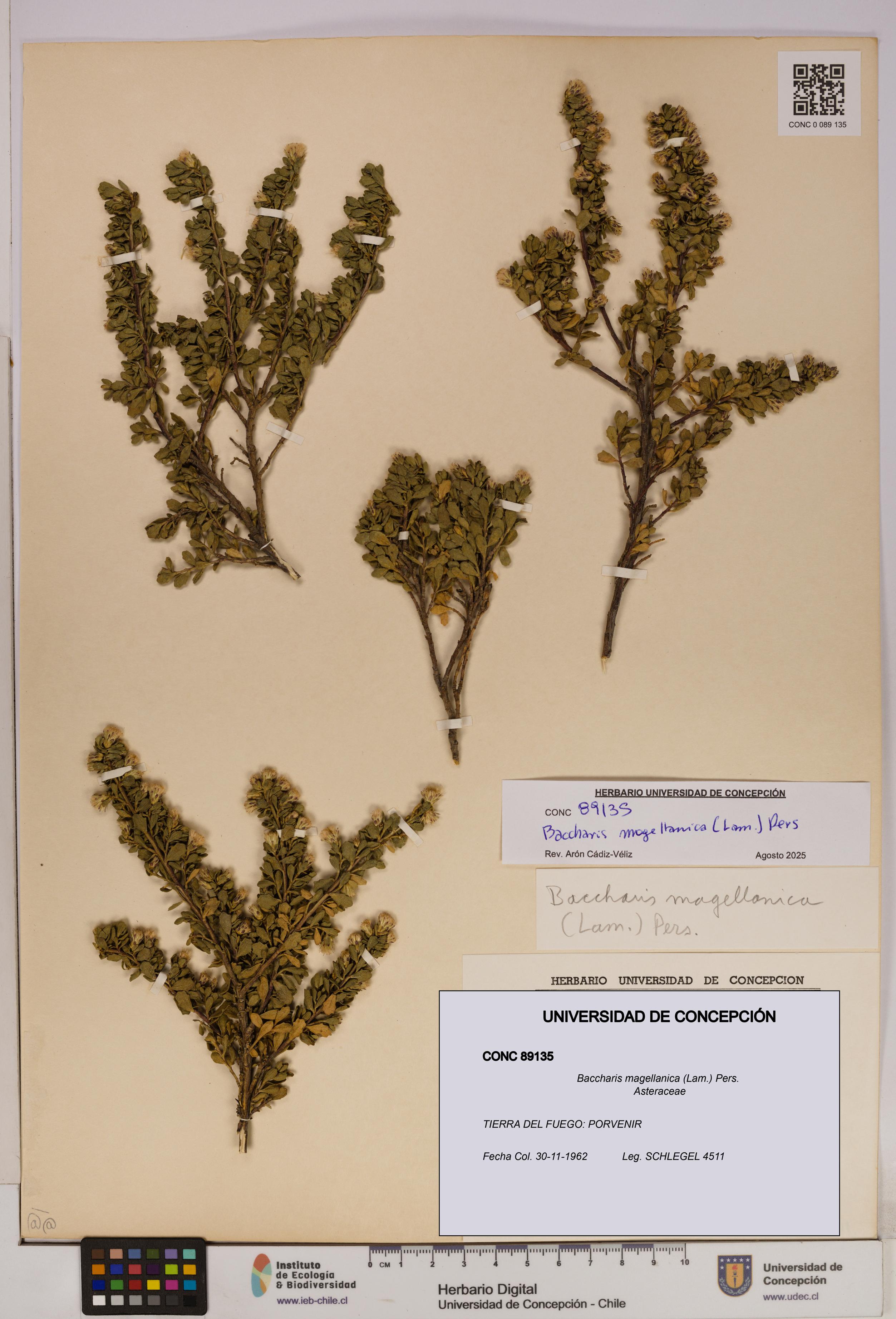 Baccharis magellanica [Espécimen: UDEC:CONC:0089135]