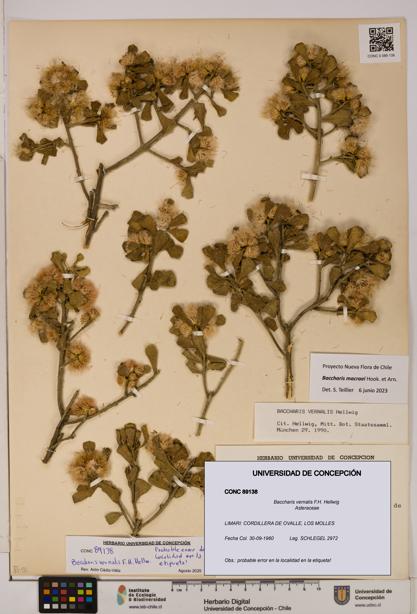 Baccharis vernalis [Espécimen: UDEC:CONC:0089138]
