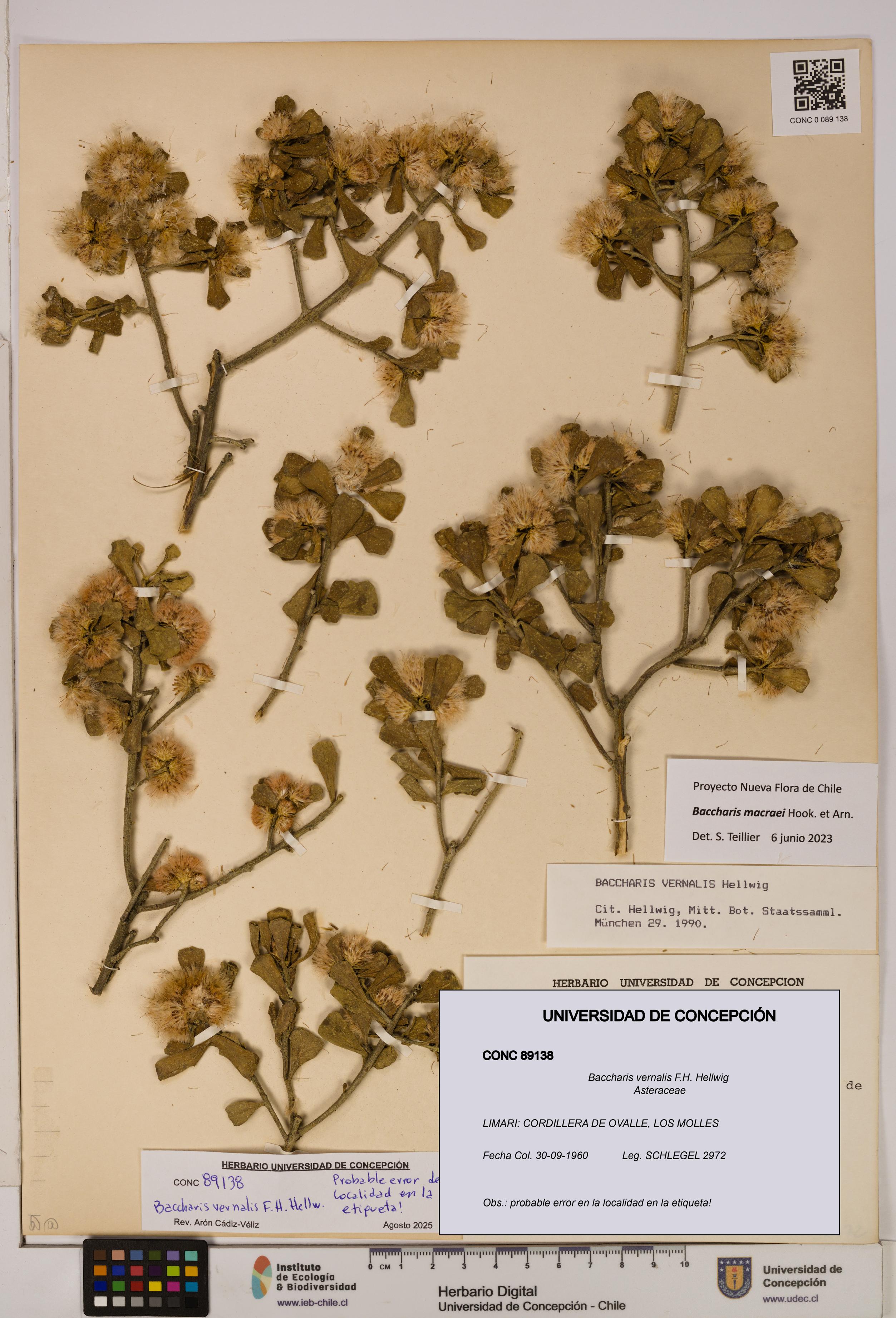 Baccharis vernalis [Espécimen: UDEC:CONC:0089138]