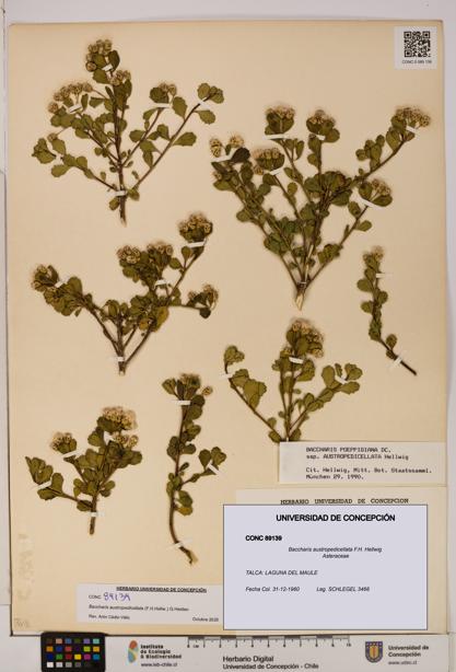 Baccharis austropedicellata [Espécimen: UDEC:CONC:0089139]