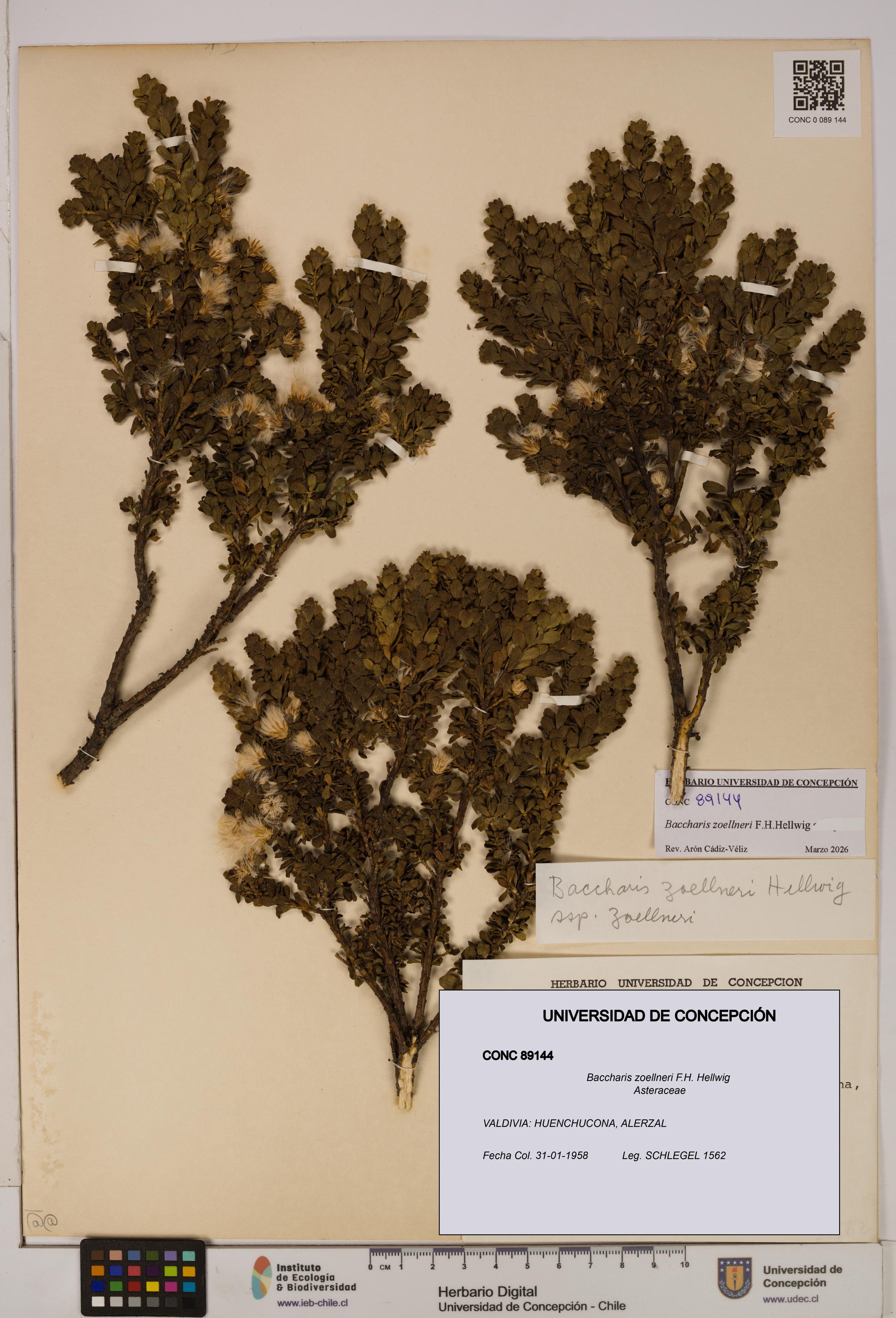 Baccharis zoellneri [Espécimen: UDEC:CONC:0089144]