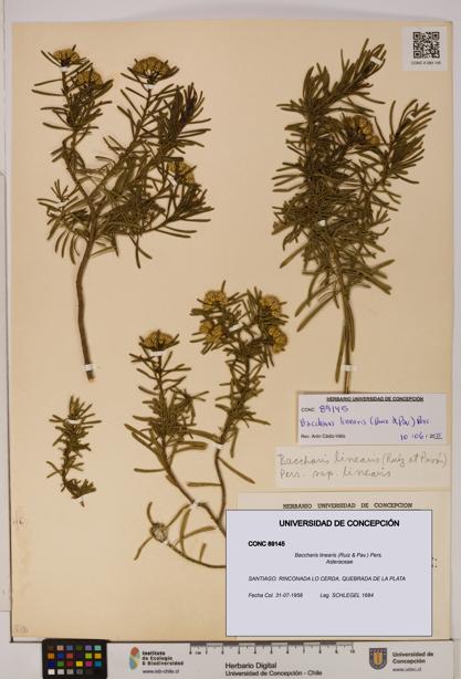 Baccharis linearis [Espécimen: UDEC:CONC:0089145]