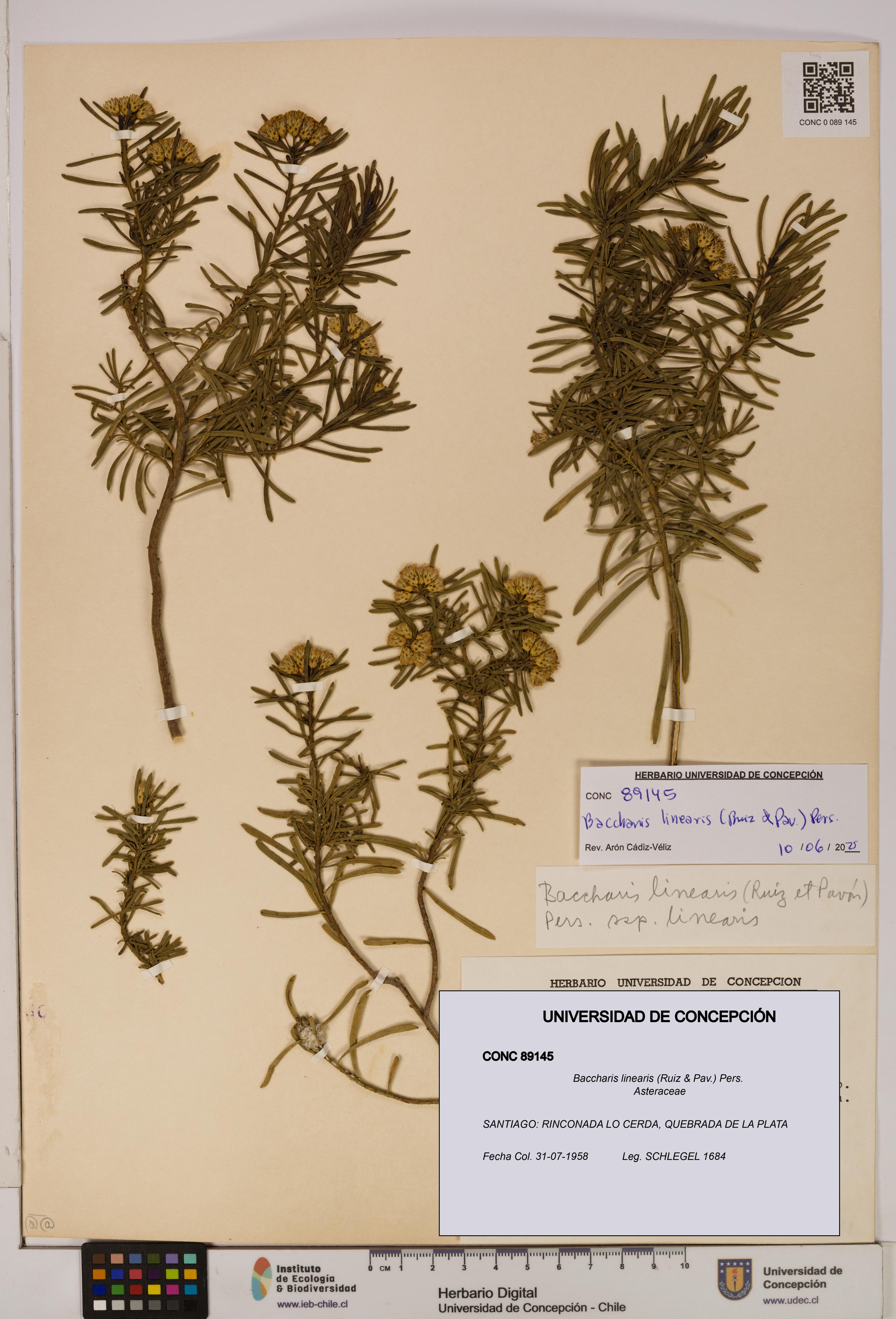 Baccharis linearis [Espécimen: UDEC:CONC:0089145]