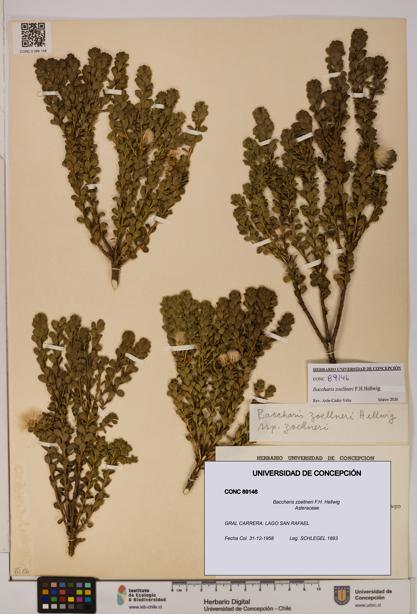 Baccharis zoellneri [Espécimen: UDEC:CONC:0089146]