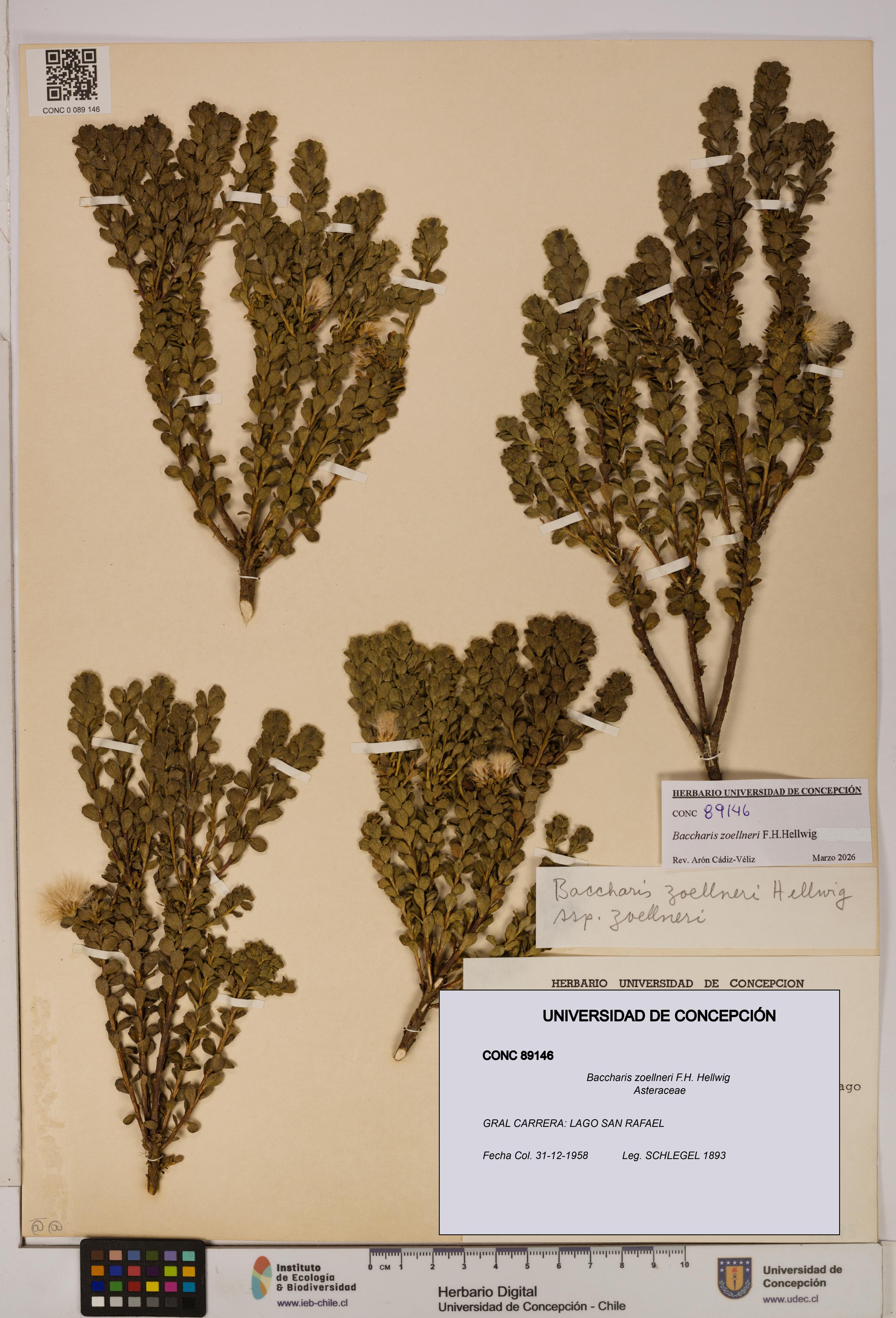 Baccharis zoellneri [Espécimen: UDEC:CONC:0089146]