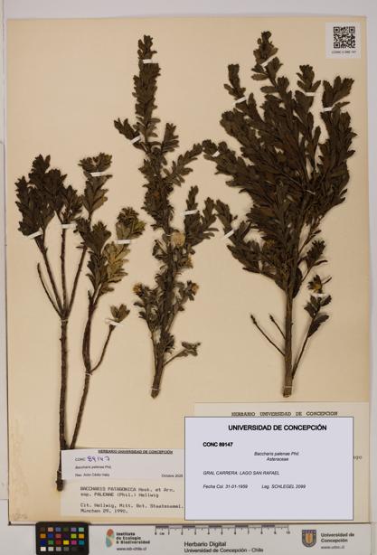 Baccharis patagonica [Espécimen: UDEC:CONC:0089147]