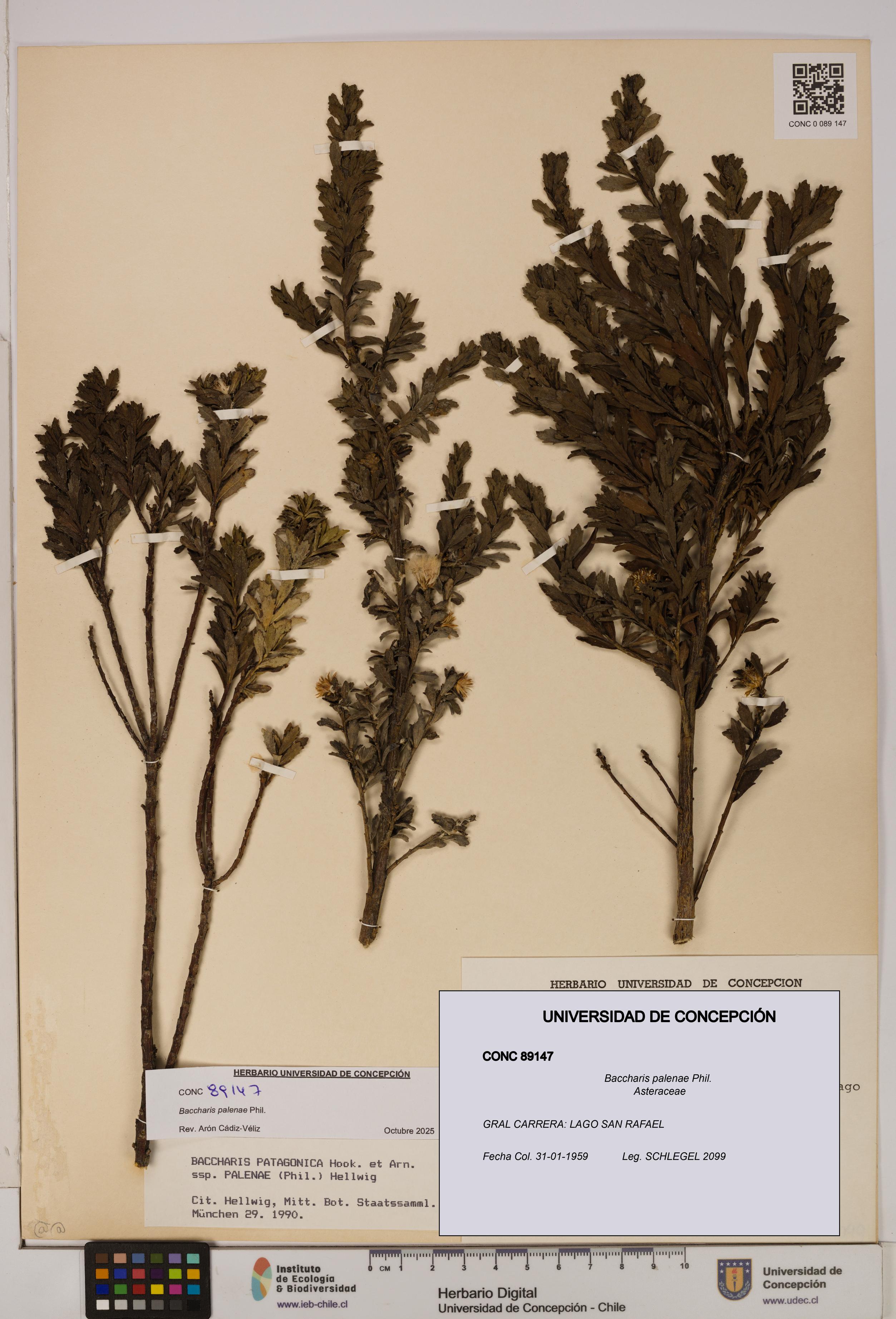 Baccharis patagonica [Espécimen: UDEC:CONC:0089147]