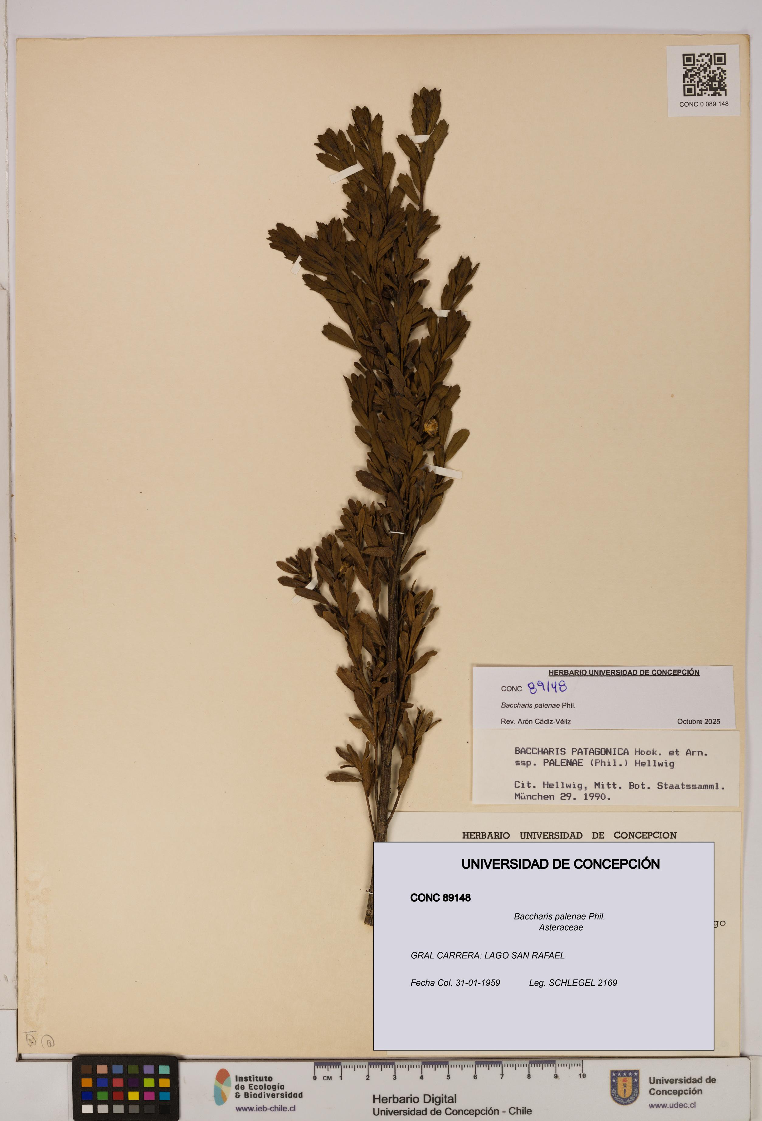 Baccharis patagonica [Espécimen: UDEC:CONC:0089148]